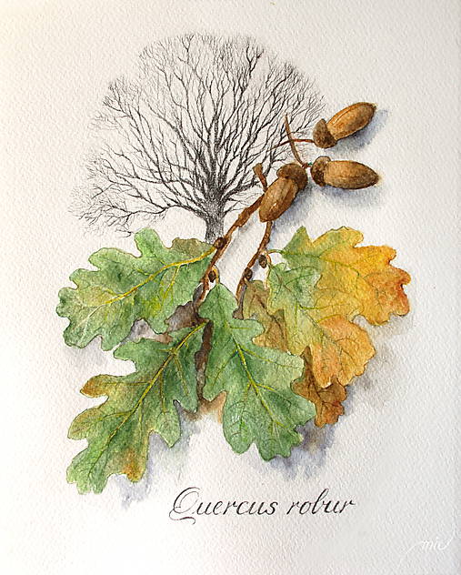  - Dub letný - Quercus robur (14,8x21cm) - 8683529_
