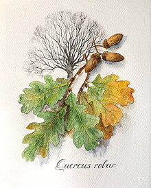 Obrazy - Dub letný - Quercus robur - 8683529_