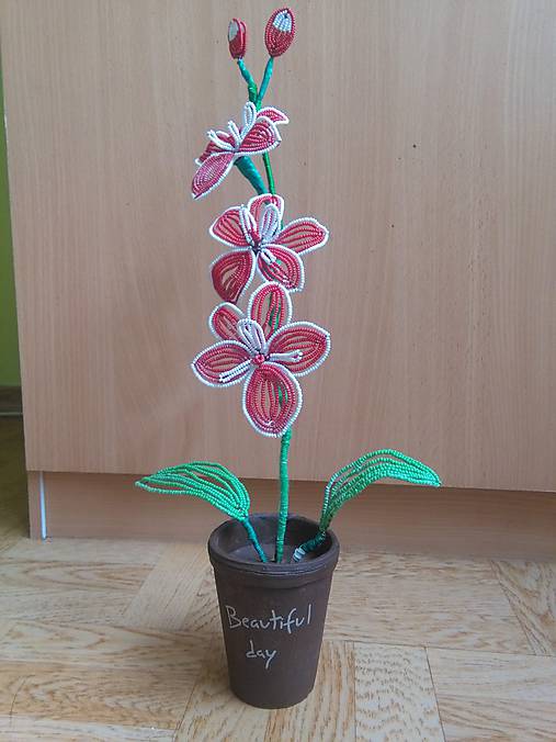 Červená orchidea
