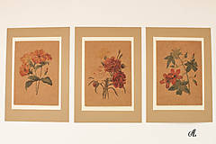 Obrazy - Sada akvarelu "Natur Botanical" (A.) - 8869990_