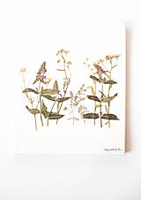 Obrazy - Obraz Herbarium "šalvia" - 9096945_