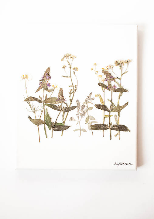 Obrazy - Obraz Herbarium "šalvia" - 9096945_