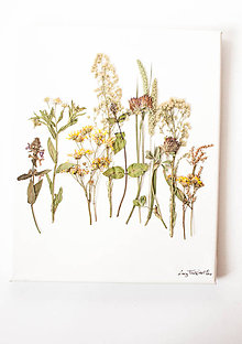 Obrazy - Obraz Herbarium "ďatelina" - 9096979_