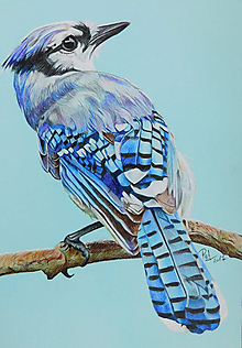 Kresby - Farebná kresba "Cyanocitta cristata - Sojka modrá" - 9139654_