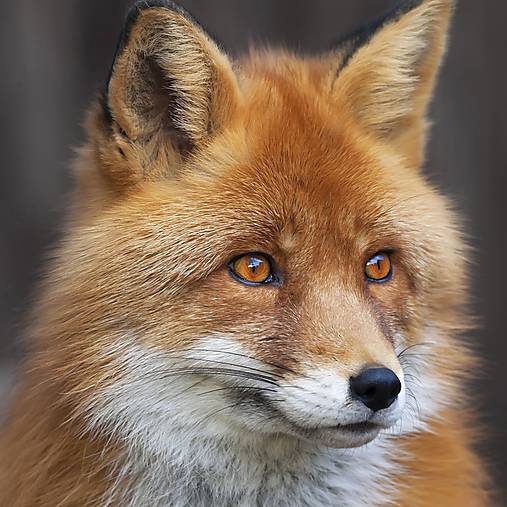  - Servítka "Hunting fox" - 9185893_