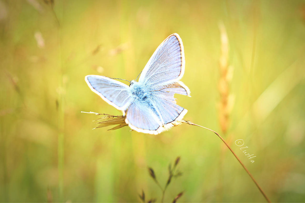 Na krídlach motýľa