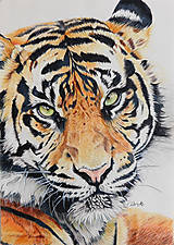 Kresby - Farebná kresba "Tiger" - 9312622_