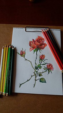 Kresby - Daily output botanical ruža - 9370953_