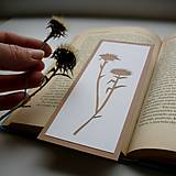 Papiernictvo - Bodliačiky... - 9387155_