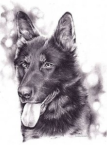 Kresby - Portrét psíka na objednávku - 9438615_