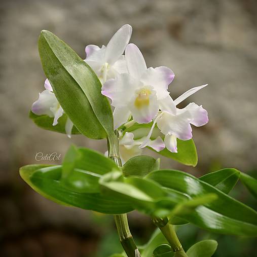 Orchideové leto - autorská fotografia