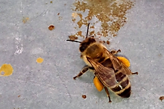 Včelie produkty - Včelí peľ - 9654221_