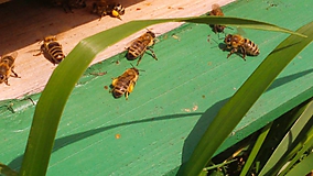 Včelie produkty - Včelí peľ - 9654222_