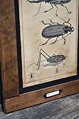 Tabuľky - Entomologické obrázky zo starého kabinetu - 9668605_