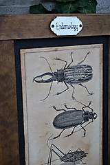 Tabuľky - Entomologické obrázky zo starého kabinetu - 9668606_