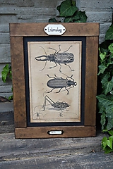 Tabuľky - Entomologické obrázky zo starého kabinetu - 9668607_