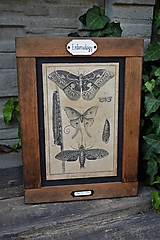 Tabuľky - Entomologické obrázky zo starého kabinetu - 9668612_