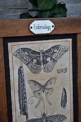 Tabuľky - Entomologické obrázky zo starého kabinetu - 9668613_