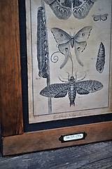 Tabuľky - Entomologické obrázky zo starého kabinetu - 9668615_