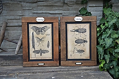 Tabuľky - Entomologické obrázky zo starého kabinetu - 9668623_