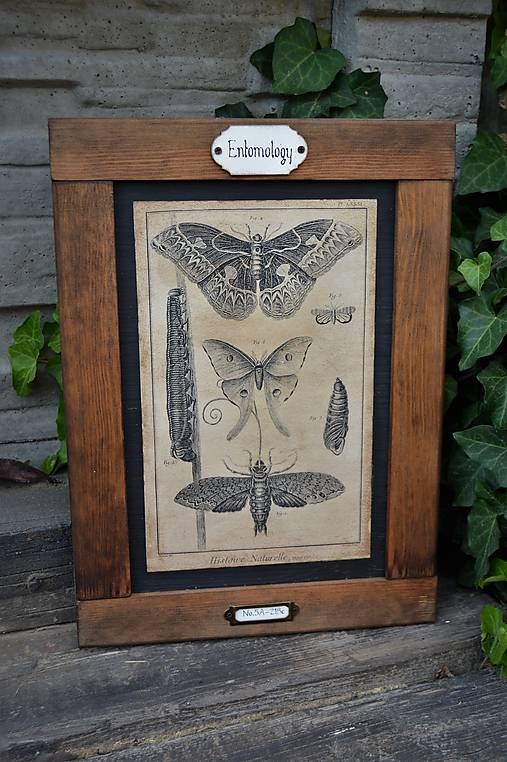  - Entomologické obrázky zo starého kabinetu (Motýle) - 9668612_