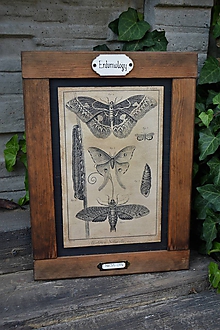 Tabuľky - Entomologické obrázky zo starého kabinetu (Motýle) - 9668612_