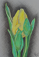 Kresby - Farebná kresba "Tulipán" - 9672722_