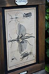 Tabuľky - Entomologické obrázky zo starého kabinetu - 9674652_