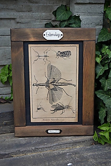 Tabuľky - Entomologické obrázky zo starého kabinetu (Kobylky) - 9674649_