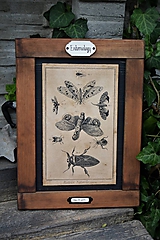 Tabuľky - Entomologické obrázky zo starého kabinetu - 9692055_