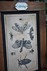 Tabuľky - Entomologické obrázky zo starého kabinetu - 9692057_