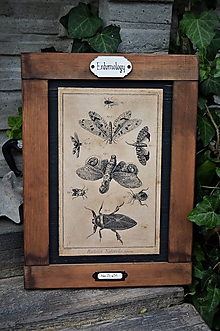Tabuľky - Entomologické obrázky zo starého kabinetu (Nočné motýle) - 9692055_