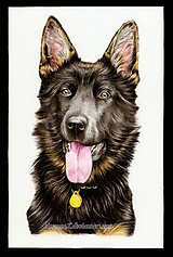 Farebný portrét psíka na objednávku