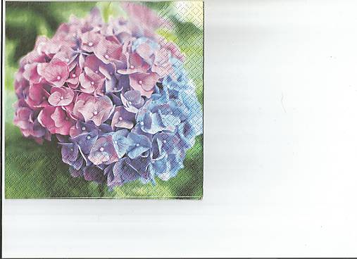  - Hortenzia 2 - 9722671_