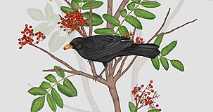 Grafika - BLACKBIRD ON ROWAN TWIG - 9770028_