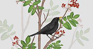 Grafika - BLACKBIRD ON ROWAN TWIG - 9770030_