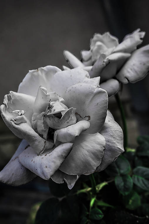 Fotografie - White Rose - 9778953_