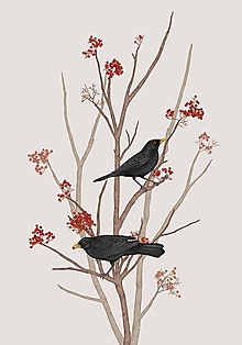 Obrazy - BLACKBIRD ON ROWAN TWIG 2 - 9781006_