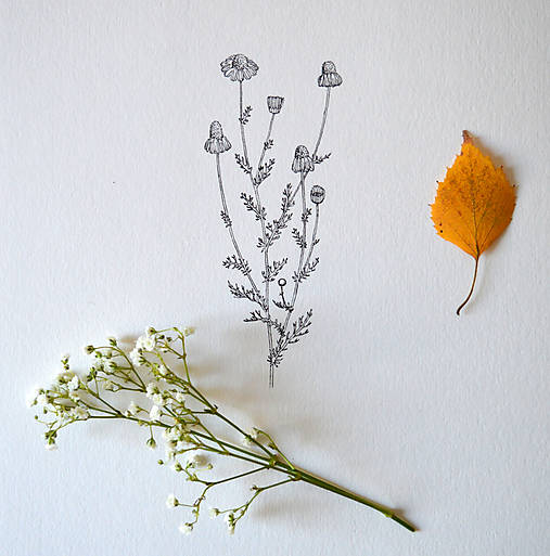 Kresby - Rumanček - 9955417_