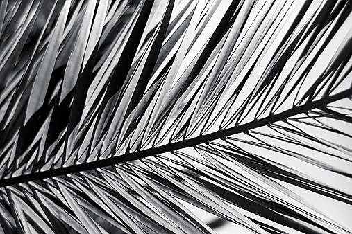 Fotografie - Flora 8902 >> Originálna fotografia na fine-art papieri - 9984576_
