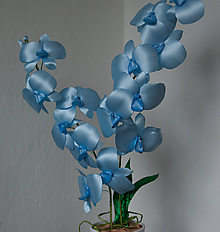 Dekorácie - Modrá orchidea - 10031186_
