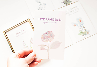 Grafika - Botanical - affection is desirable (Hydrangea.) - 10056007_
