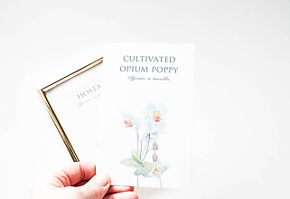 Grafika - Botanical - affection is desirable (Opium Poppy.) - 10056014_