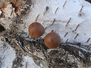 Náušnice - vypuklé napichovacie-čerešňa - 10095880_