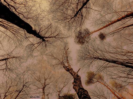 Fotografie - Les v Nebi - 10096037_