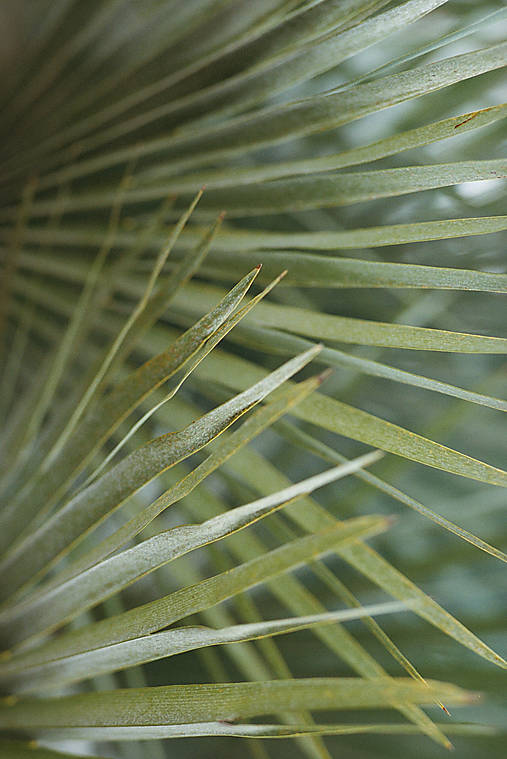 Fotografie - Flora 9014 >> Originálna fotografia na fine-art papieri - 10105313_