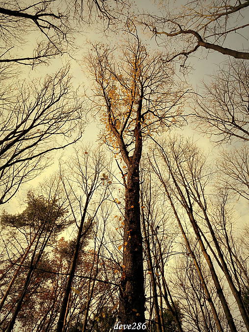 Fotografie - V lese - 10126359_