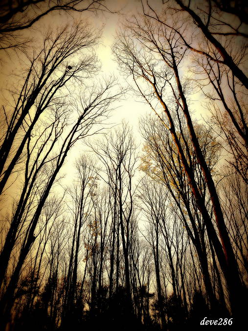 Fotografie - V lesnom chráme - 10149004_