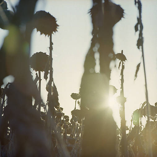 Fotografie - Flora 9208 >> Originálna fotografia na fine-art papieri - 10209685_