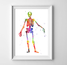 Grafika - Anatómia kostry - 10266906_